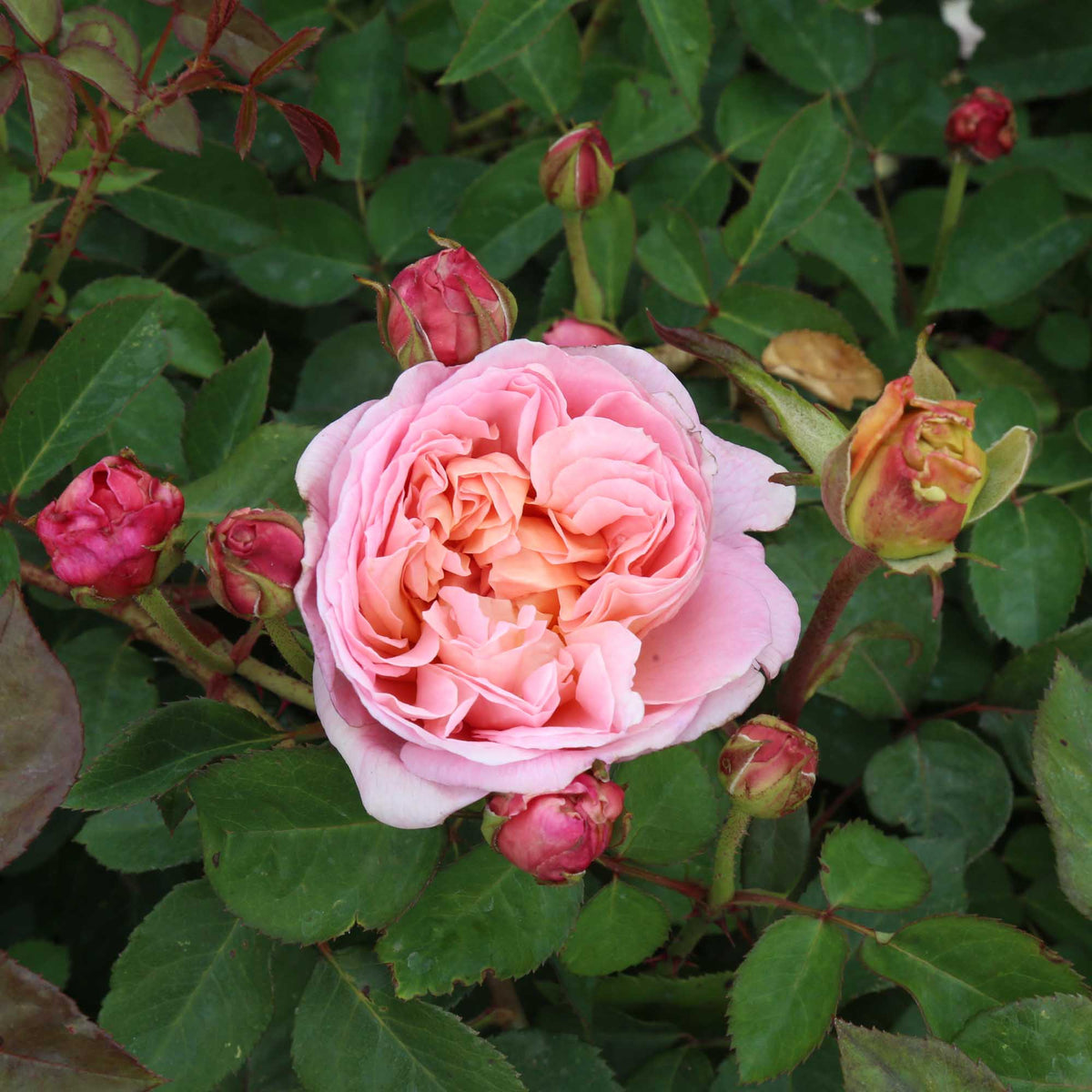 April Love Shrub Rose | Heirloom Roses