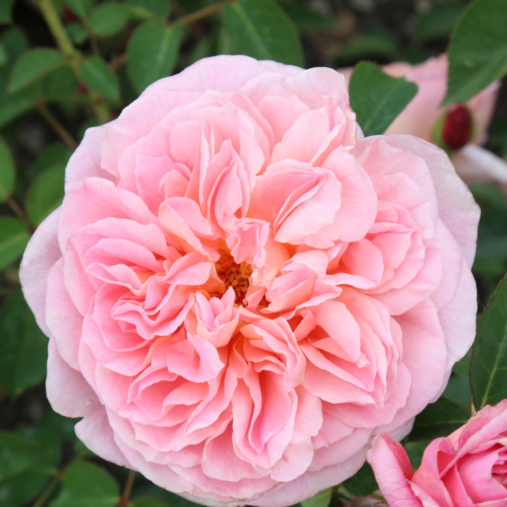 April Rose Flower Rarest April Love Shrub Rose | Heirloom Roses