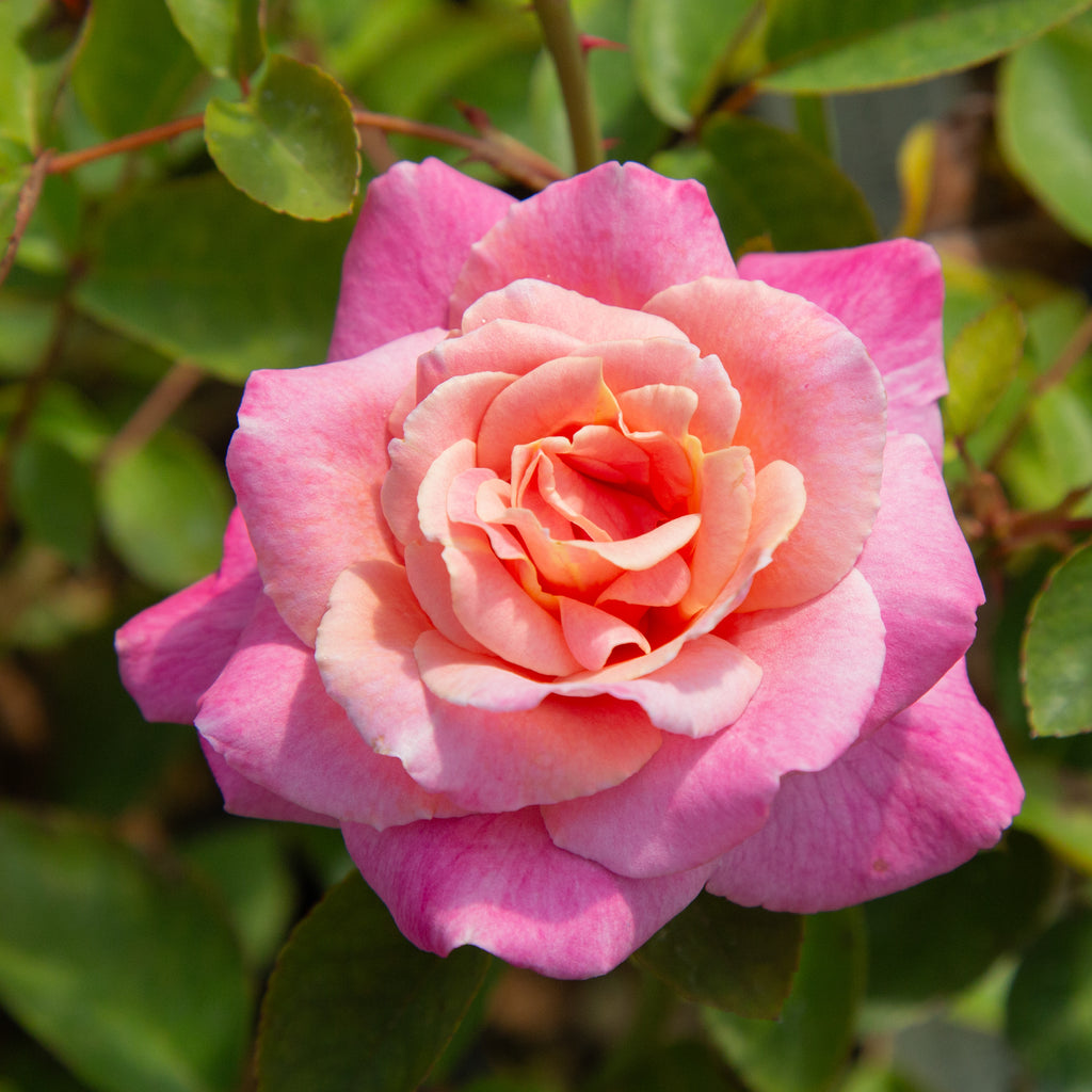 Aquarius