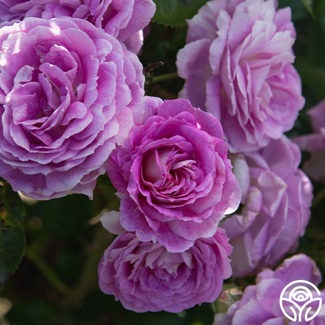 Arctic Blue™ | Purple Floribunda Rose Bush – Heirloom Roses