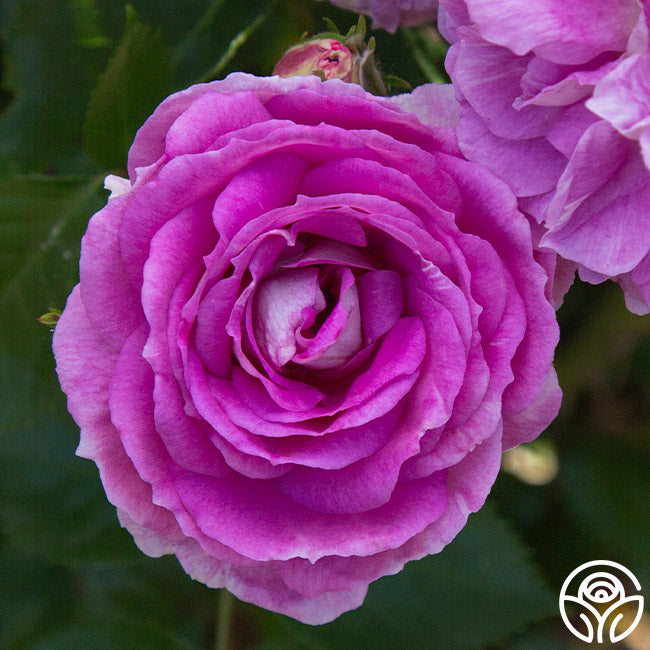 Arctic Blue™ | Purple Floribunda Rose Bush – Heirloom Roses