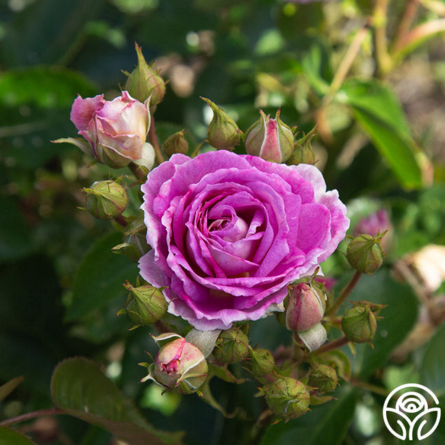 40s スイートハートジュエリー vintage Bloom Rose バラ 40sスウィート