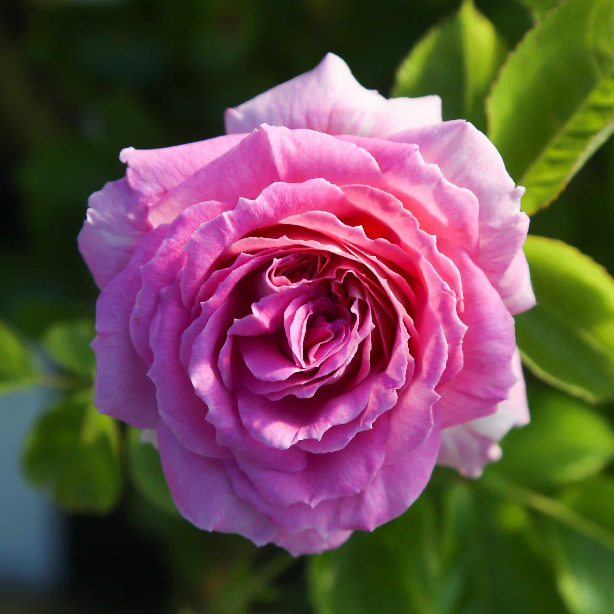Arctic Blue™ | Purple Floribunda Rose Bush – Heirloom