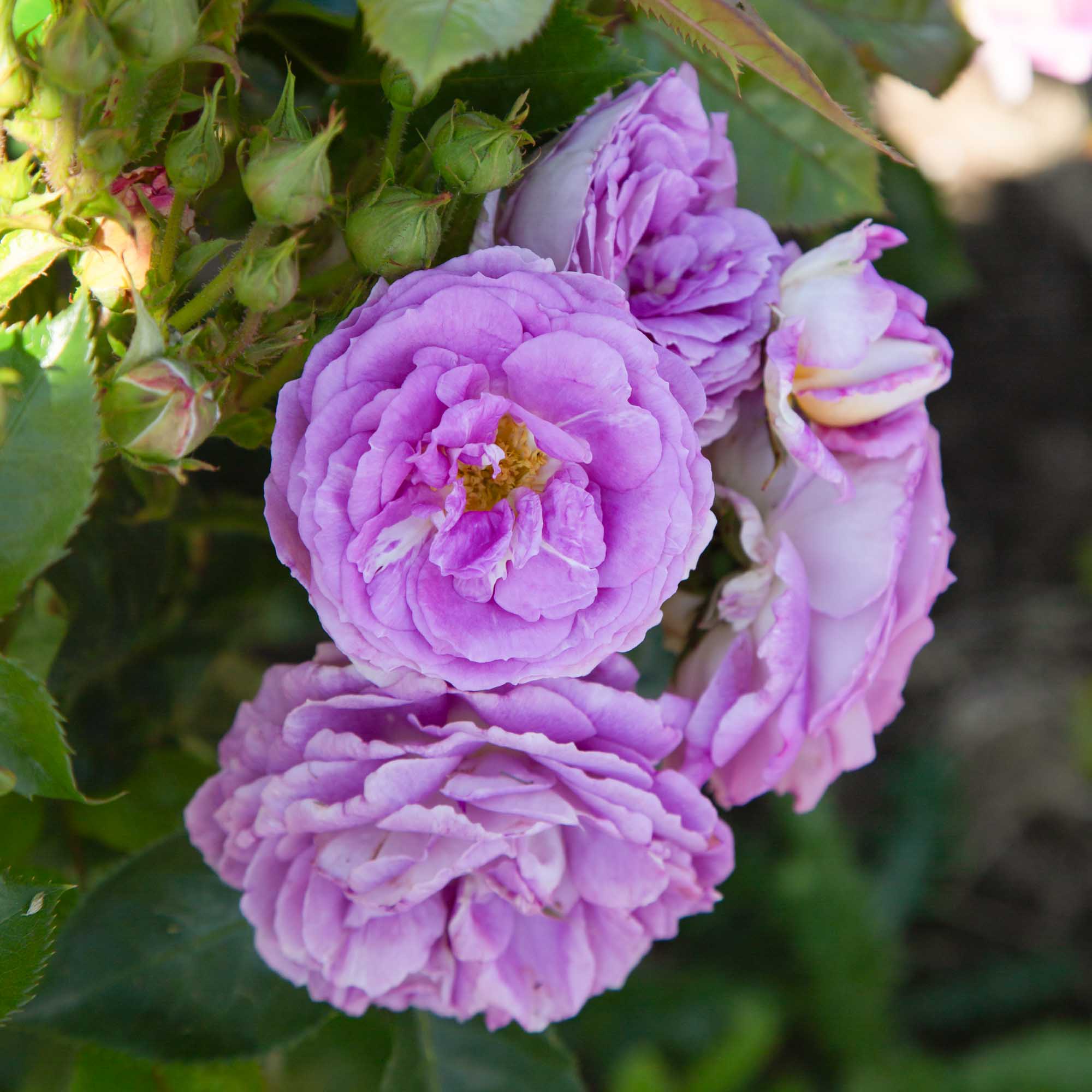Arctic Blue™ | Purple Floribunda Rose Bush – Heirloom