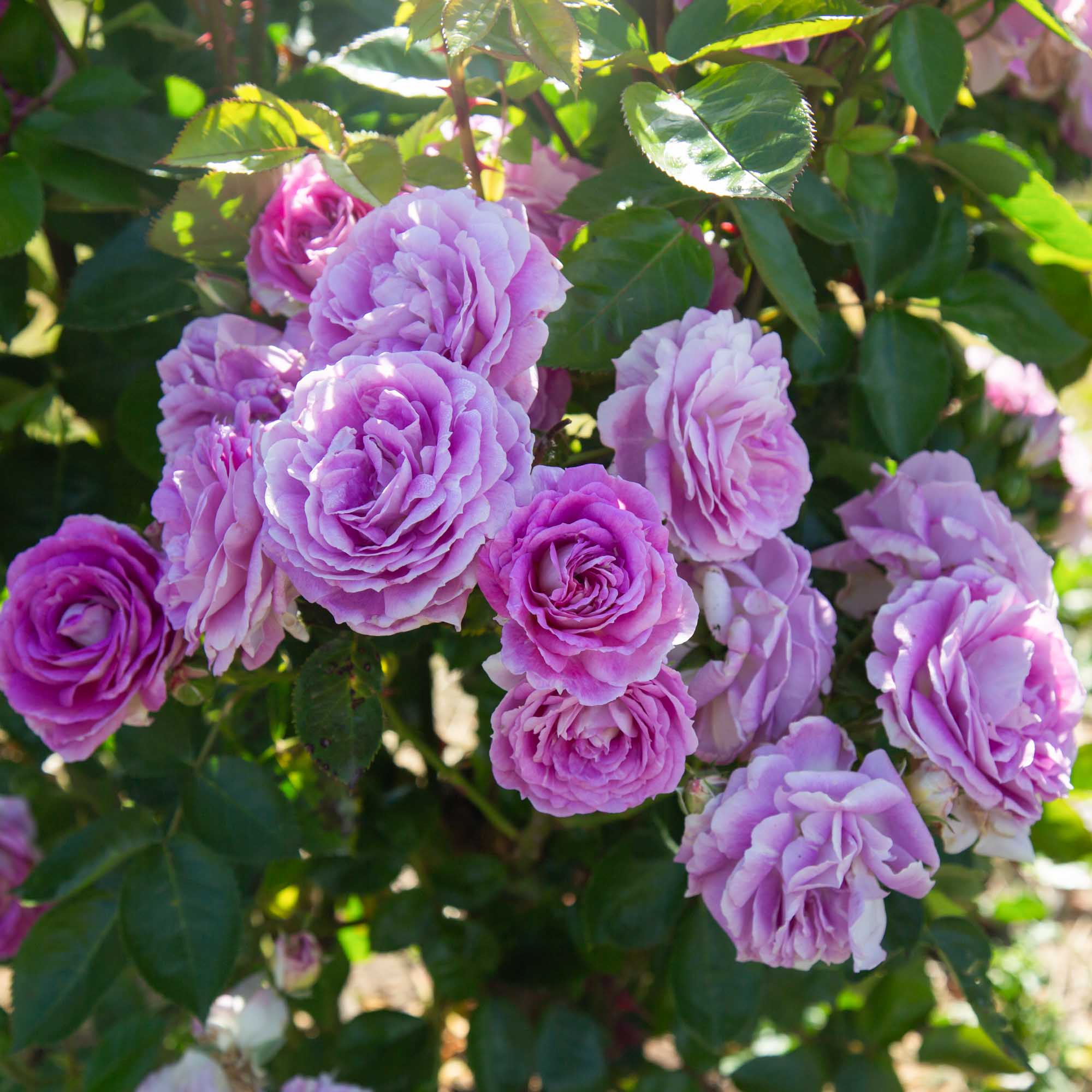 Arctic Blue™ | Purple Floribunda Rose Bush – Heirloom