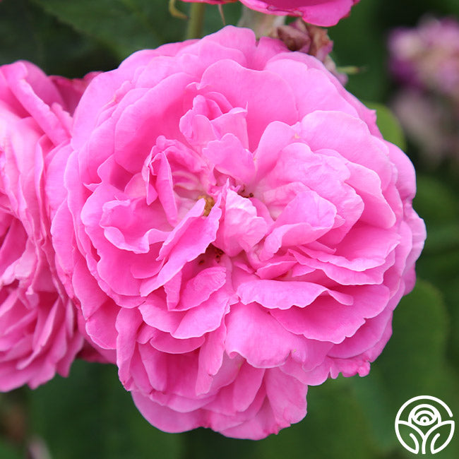 Ardoisee de Lyon Hybrid Perpetuals Rose | Fragrant Rose Bush