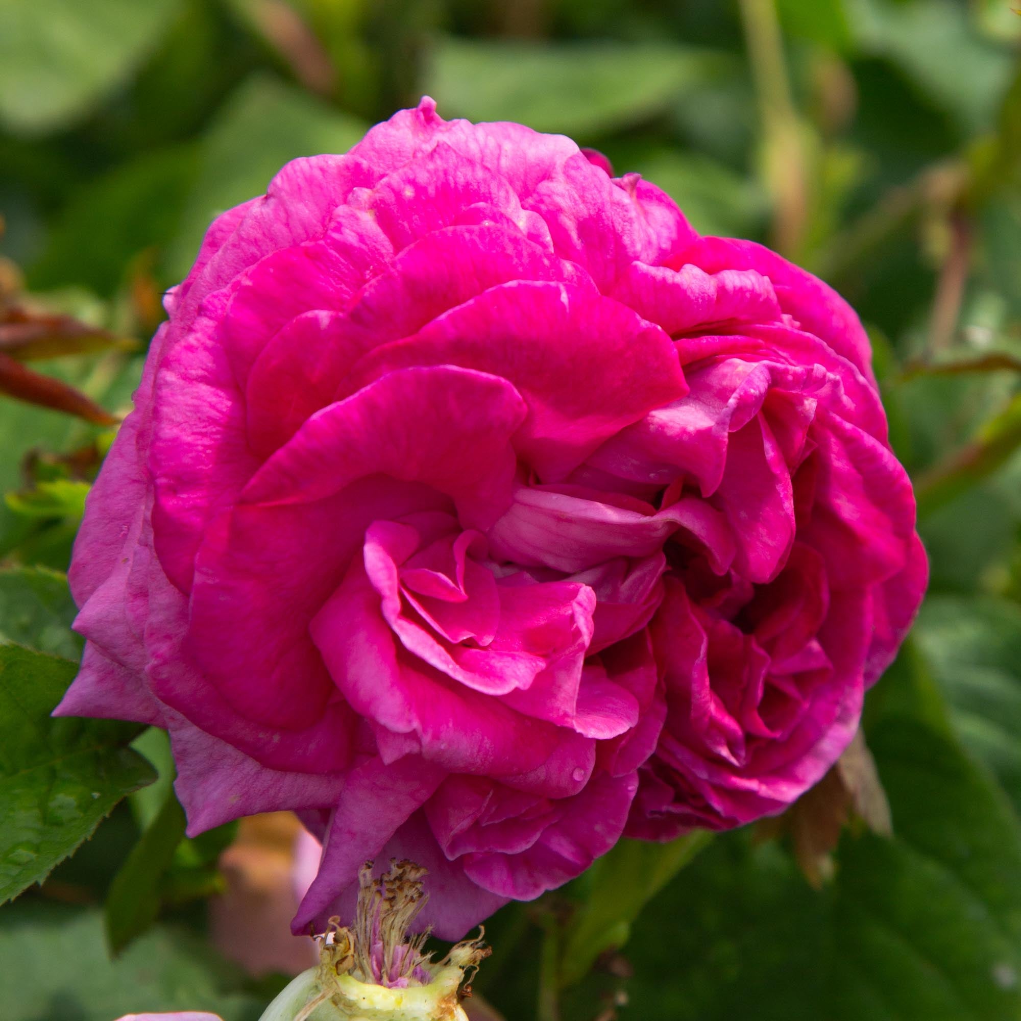 Ardoisee de Lyon Hybrid Perpetuals Rose | Fragrant Rose Bush