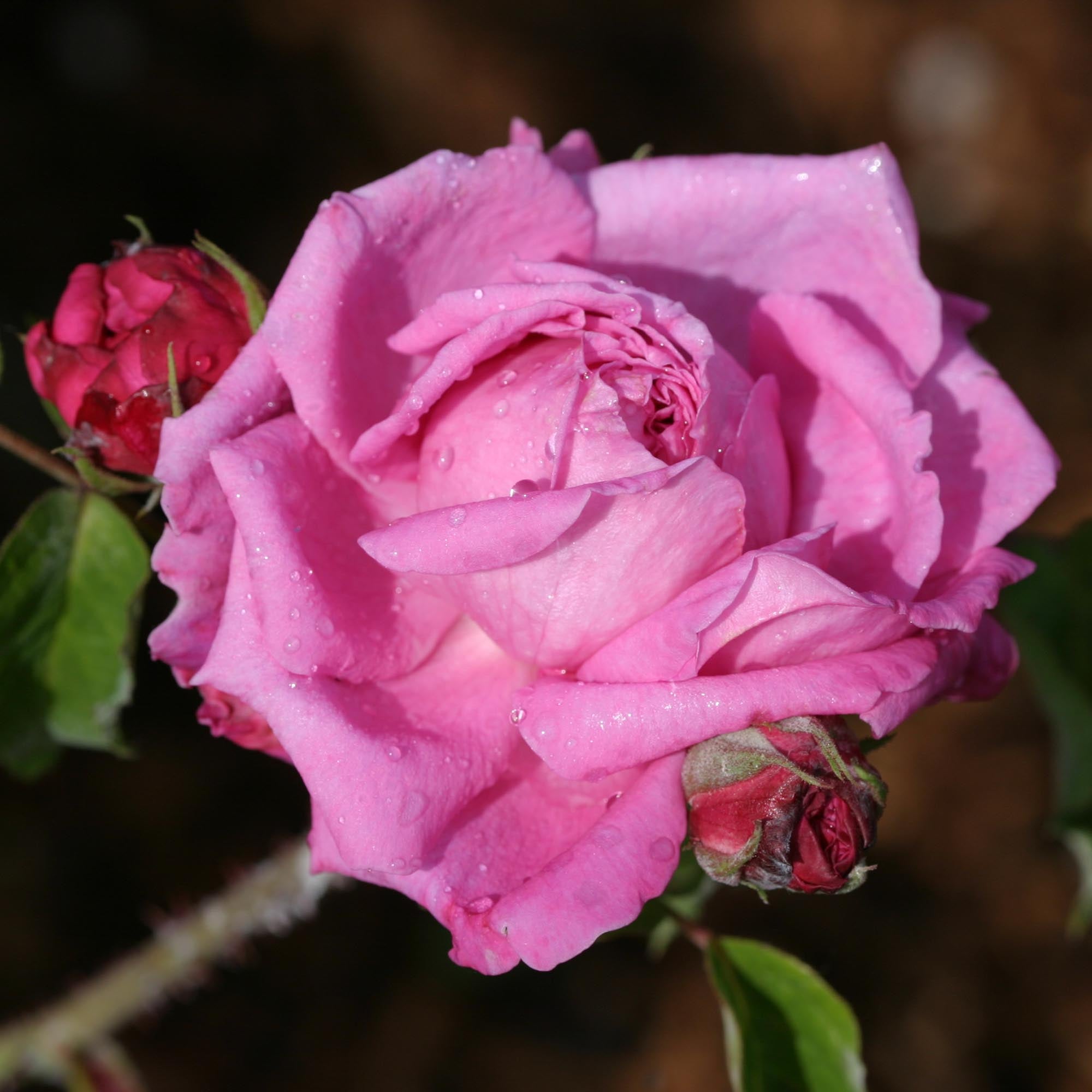 Ardoisee de Lyon Hybrid Perpetuals Rose | Fragrant Rose Bush