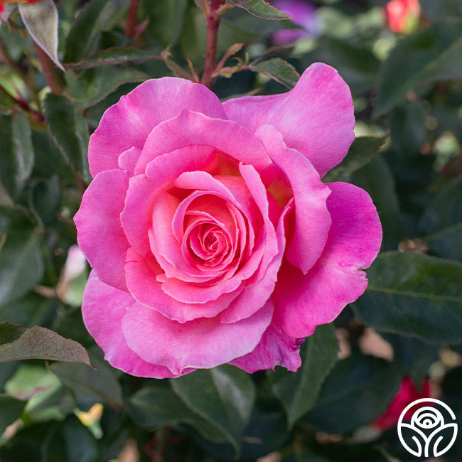 Audrey Wilcox Hybrid Tea Rose | Fragrant Rose Bush – Heirloom Roses