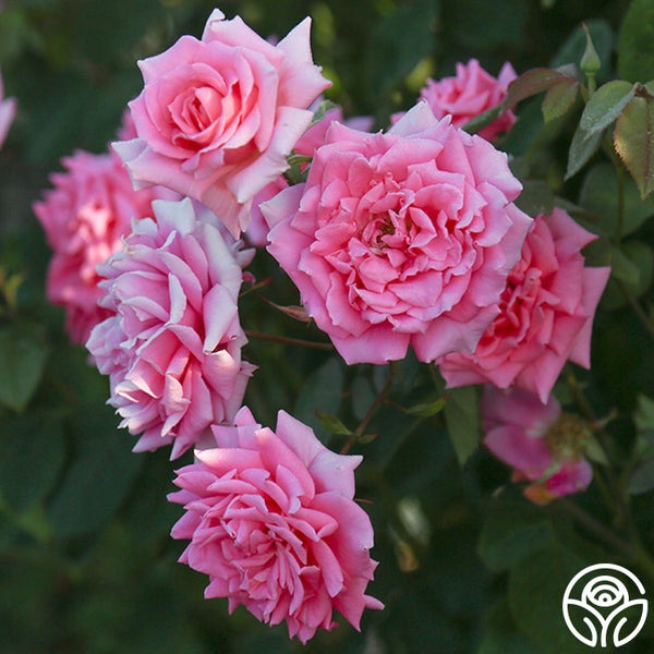 Aunt Honey Hardy Rose | Fragrant Rose Plant – Heirloom