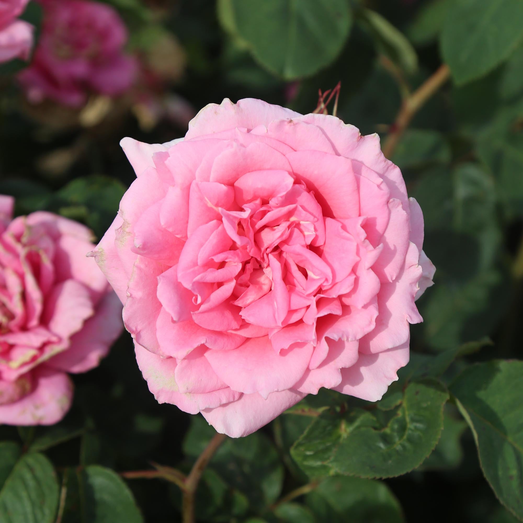 Aunt Honey Hardy Rose | Fragrant Rose Plant – Heirloom