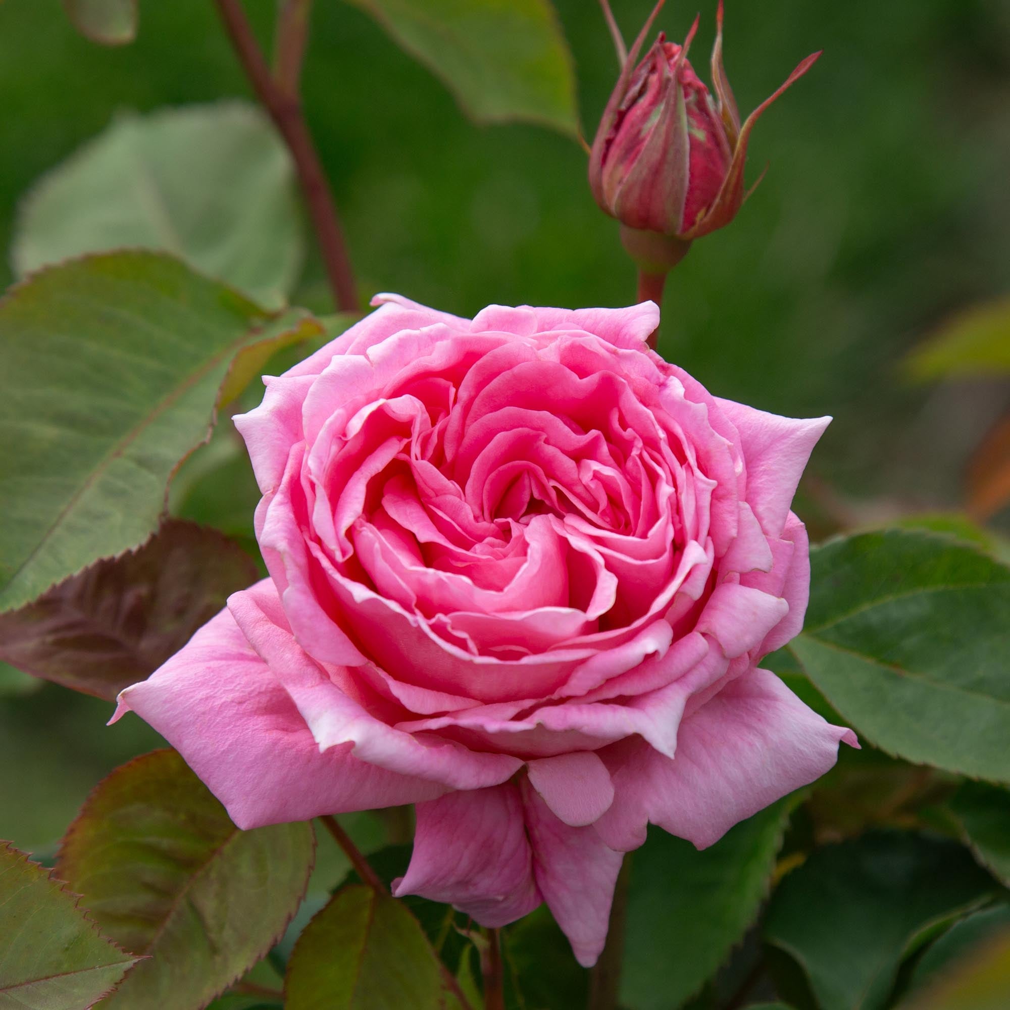 Aunt Honey Hardy Rose | Fragrant Rose Plant – Heirloom