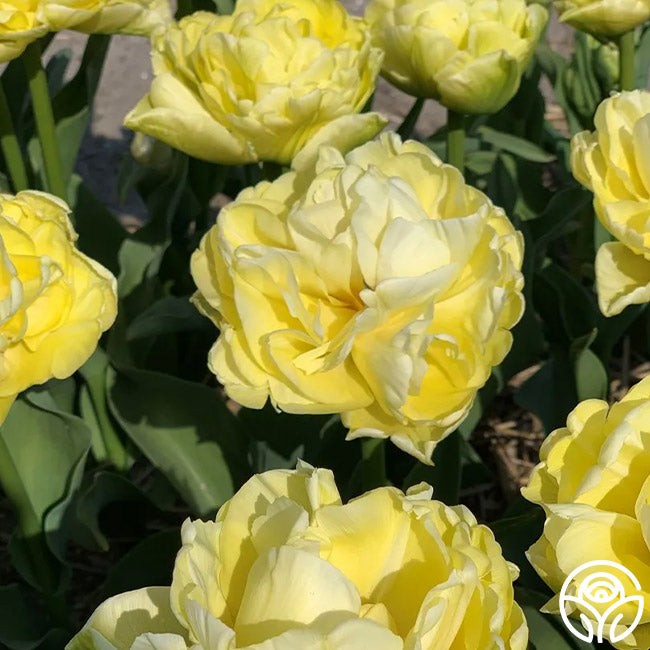 Avant Garde