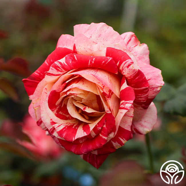 Avant Garde