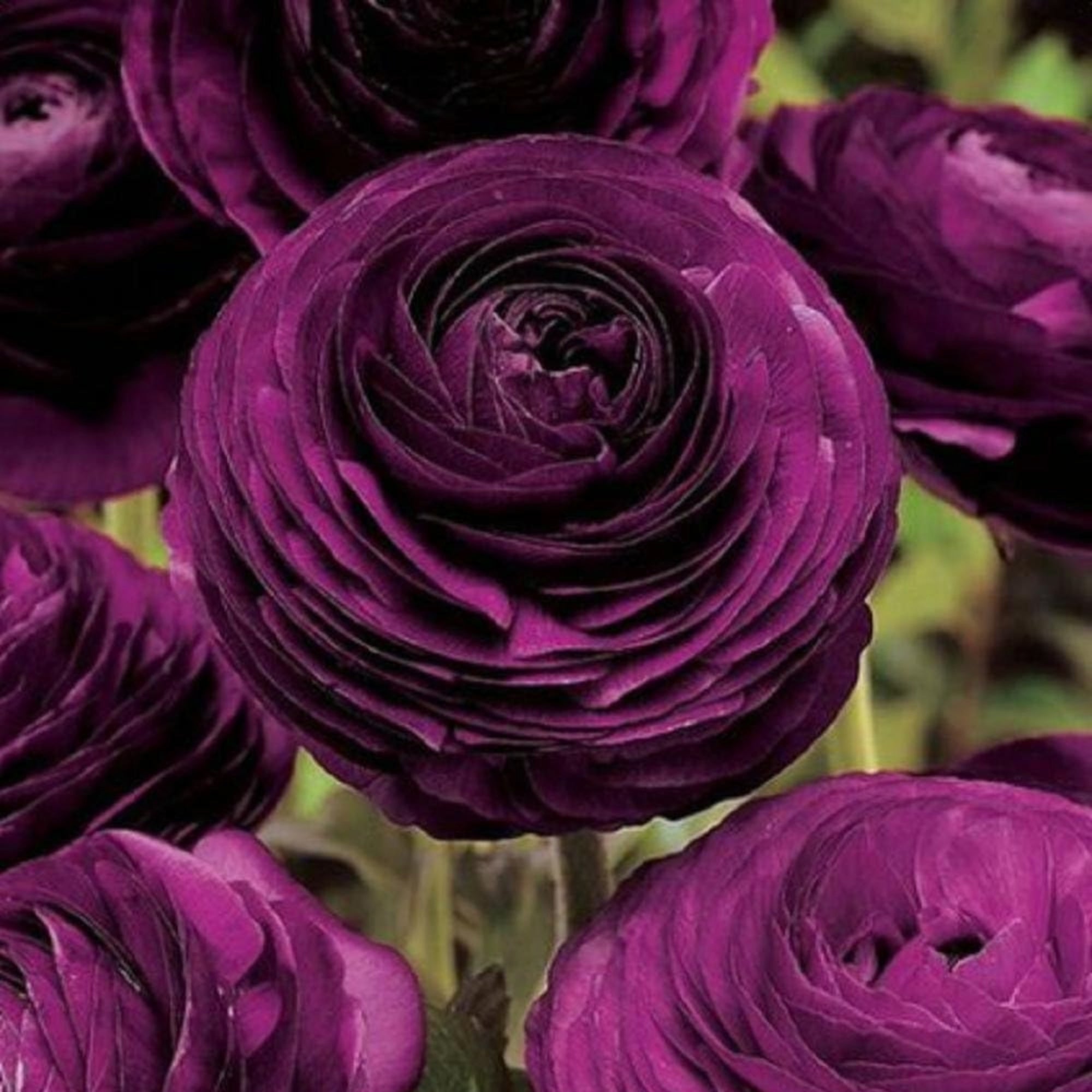 Aviv Purple