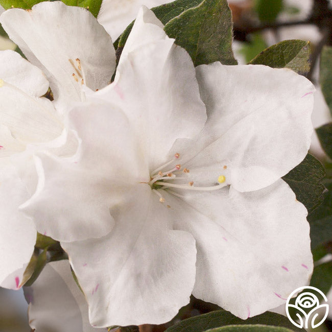 Encore® Autumn Lily® – Heirloom Roses