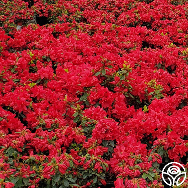 Encore® Autumn Bonfire® – Heirloom Roses