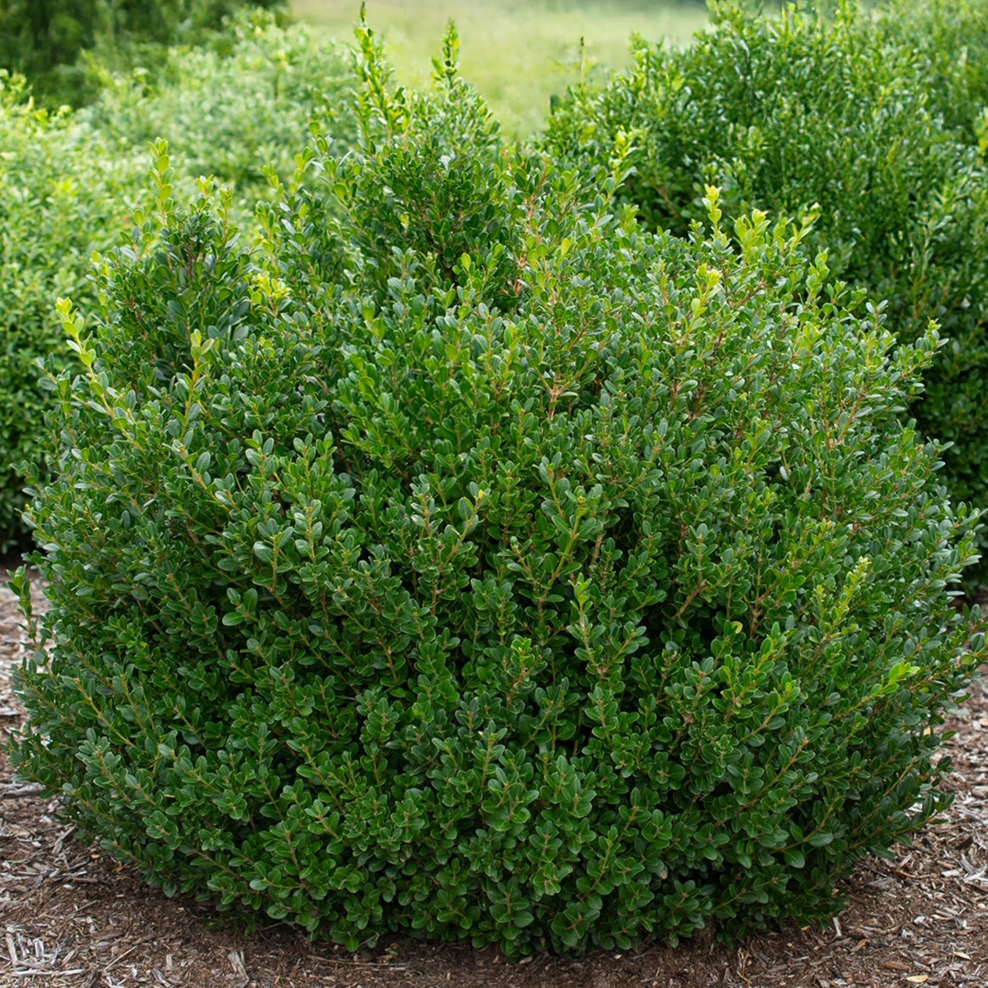 Boxwood Little Missy