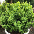 Boxwood North Star®