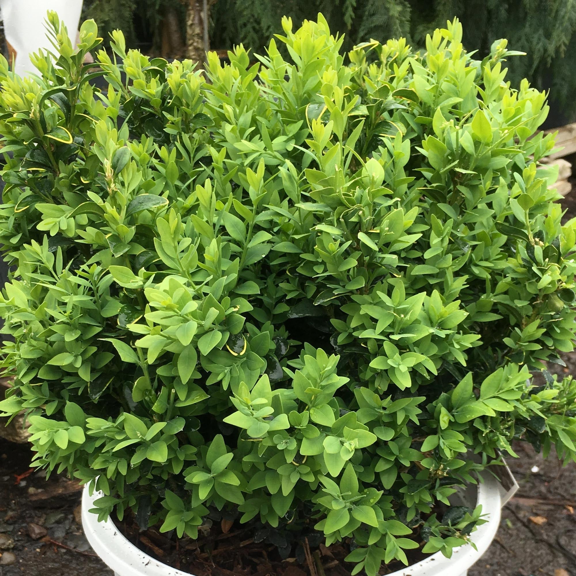 Boxwood North Star®