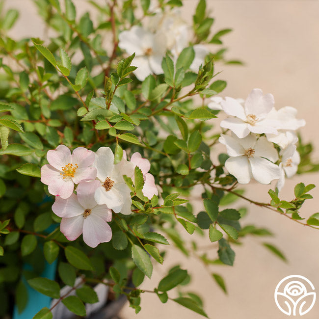 Blushing Dogwood - Polyantha - Lightly Fragrant – Heirloom Roses