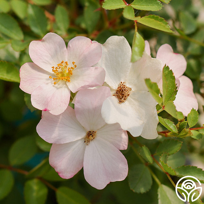 Blushing Dogwood - Polyantha - Lightly Fragrant – Heirloom Roses