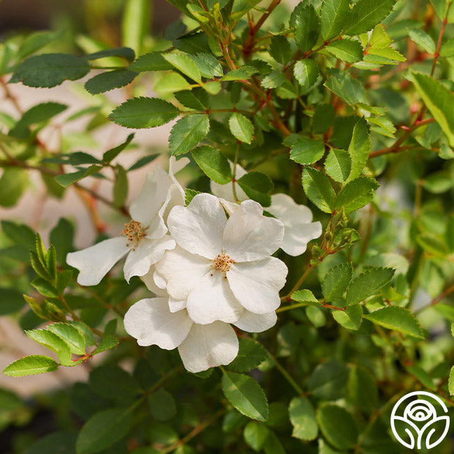 Blushing Dogwood - Polyantha - Lightly Fragrant – Heirloom Roses