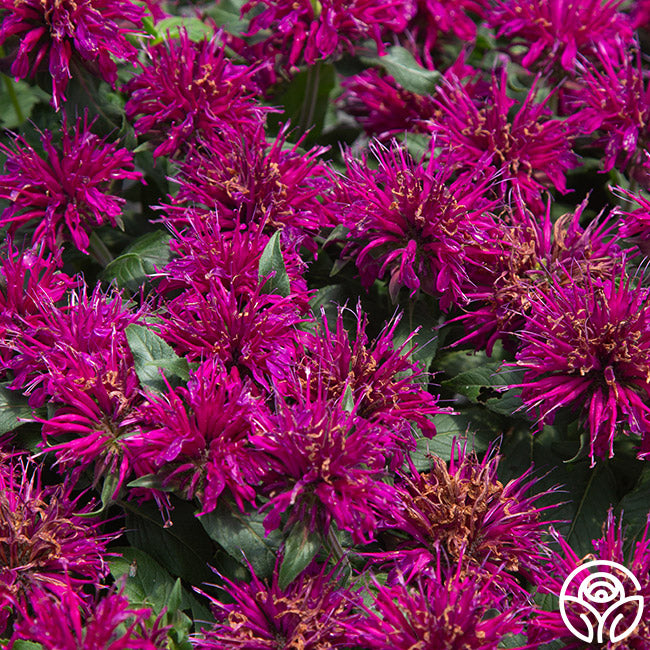 Balmy™ Purple