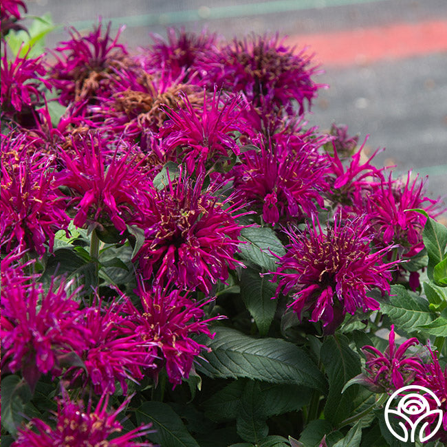 Balmy™ Purple