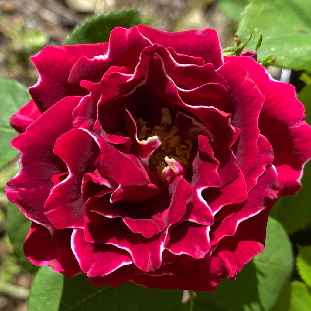 Baron Girod de L'Ain