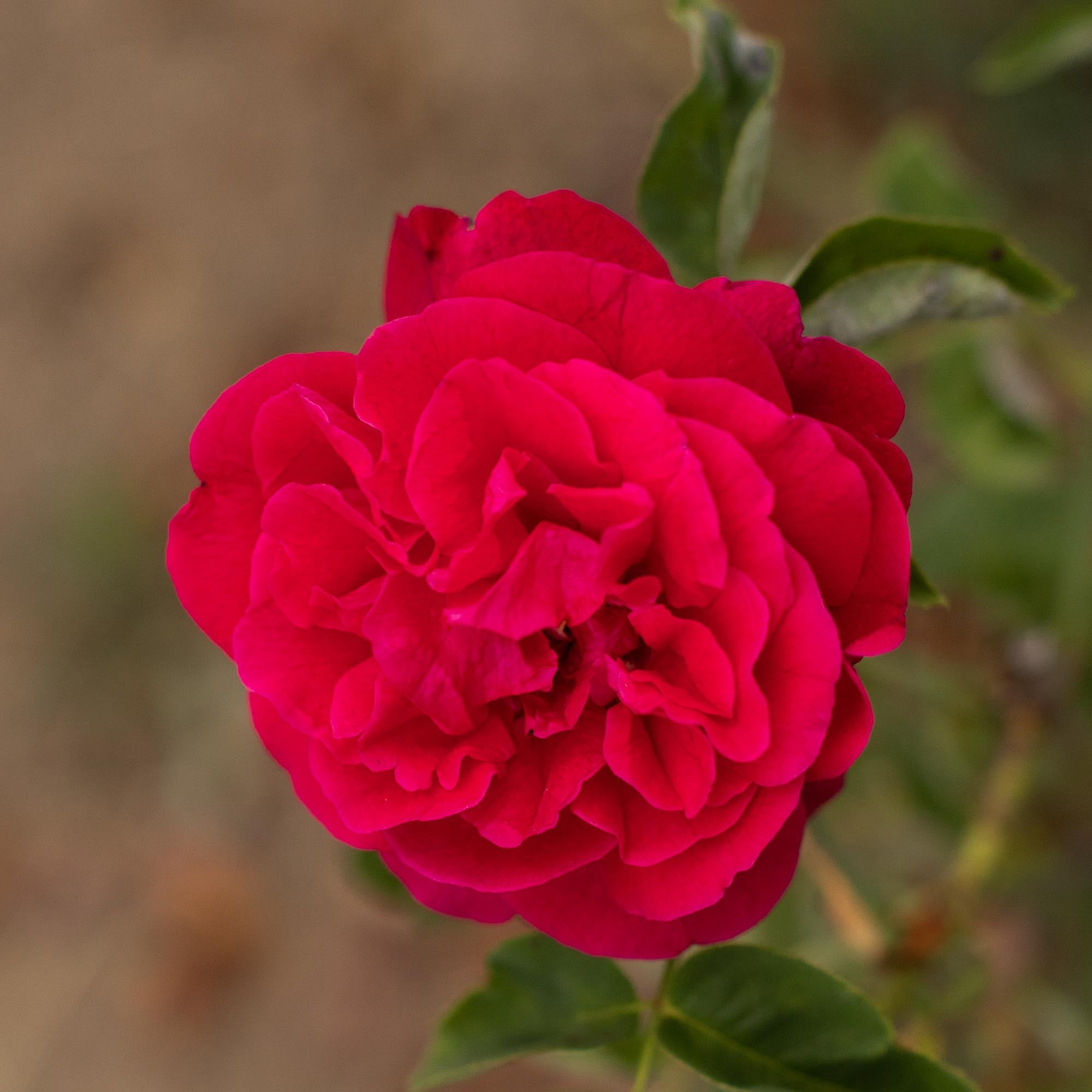 Baron Girod de L'Ain