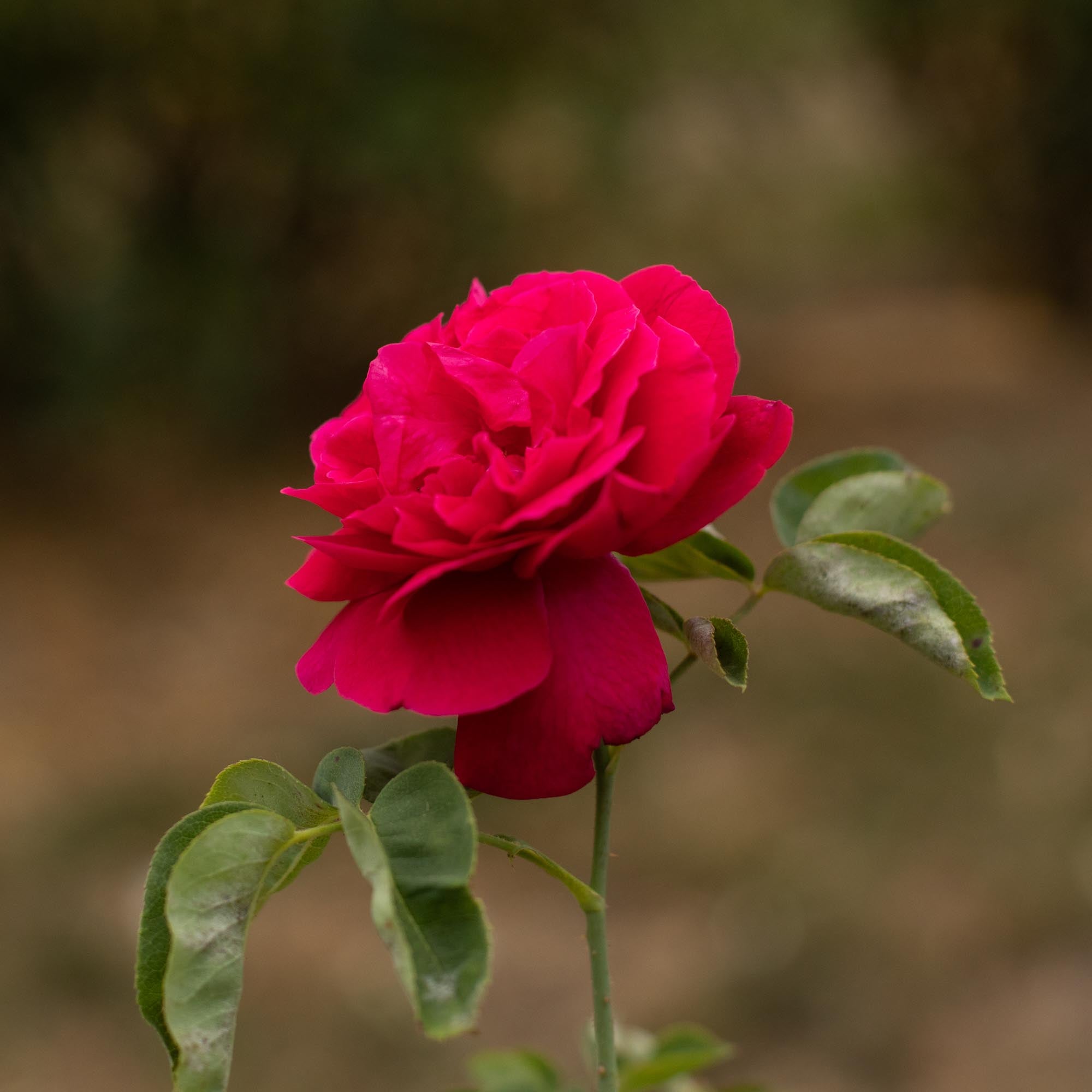 Baron Girod de L'Ain