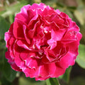 Baron Girod de L'Ain
