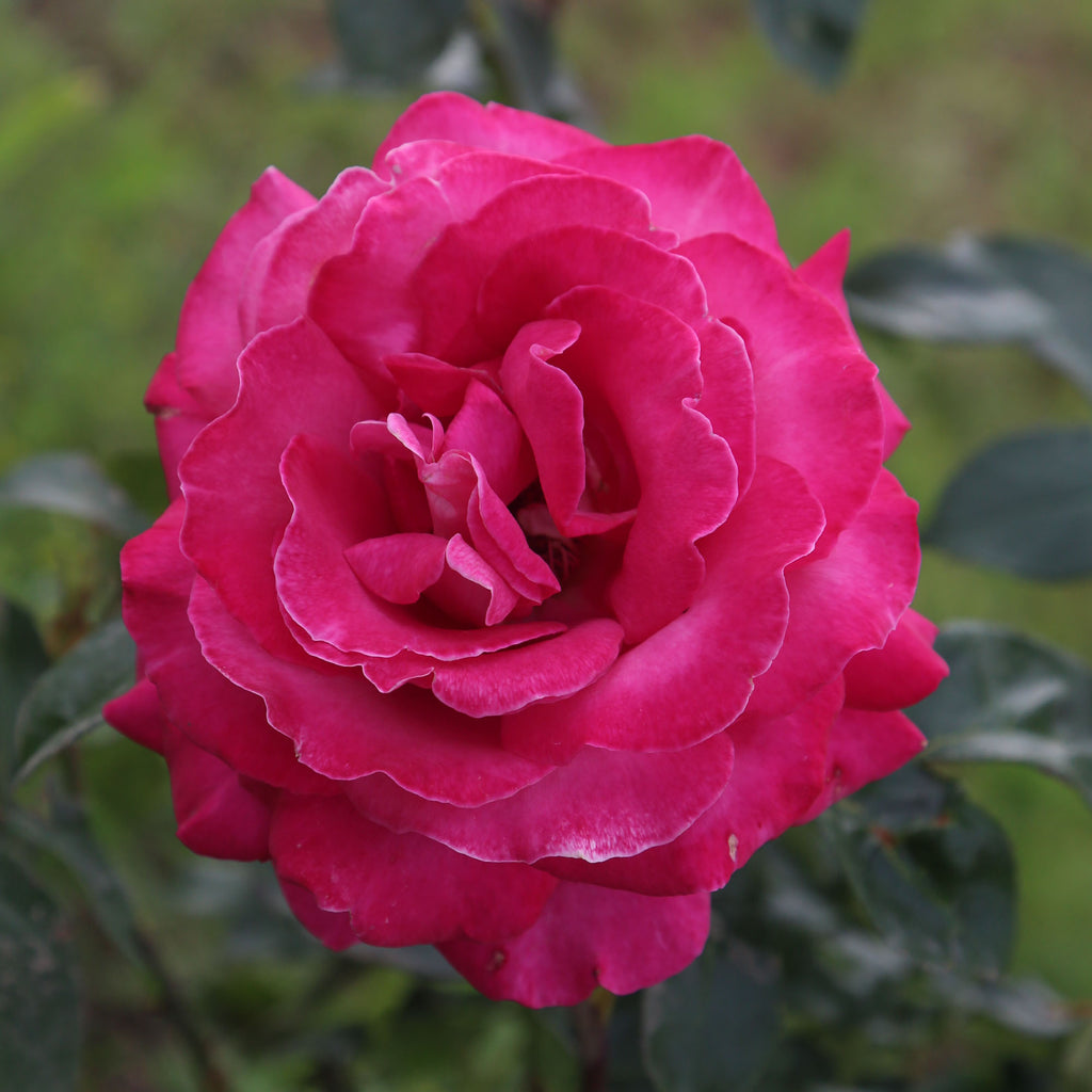 Baronne E. de Rothschild®