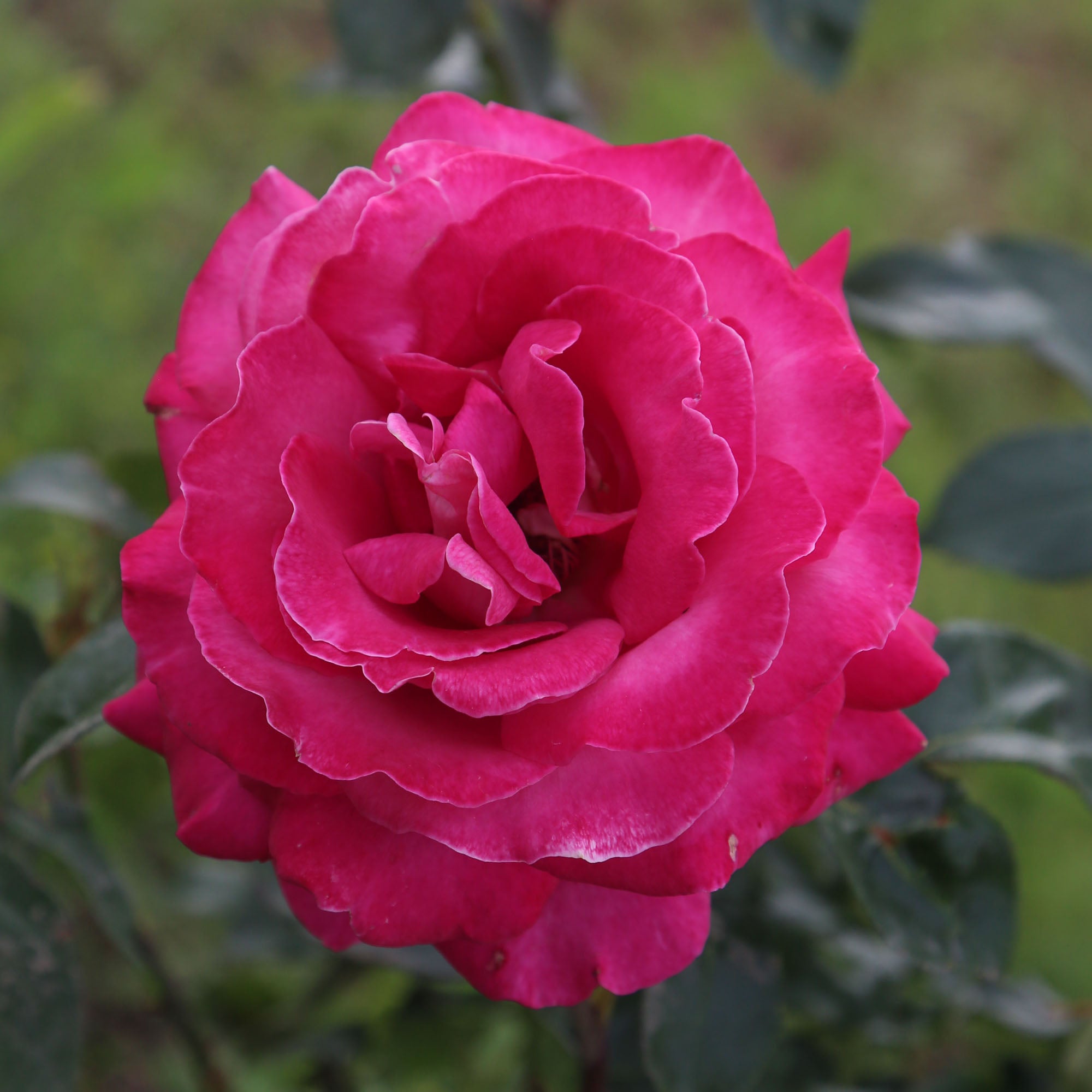 Baronne E. de Rothschild®