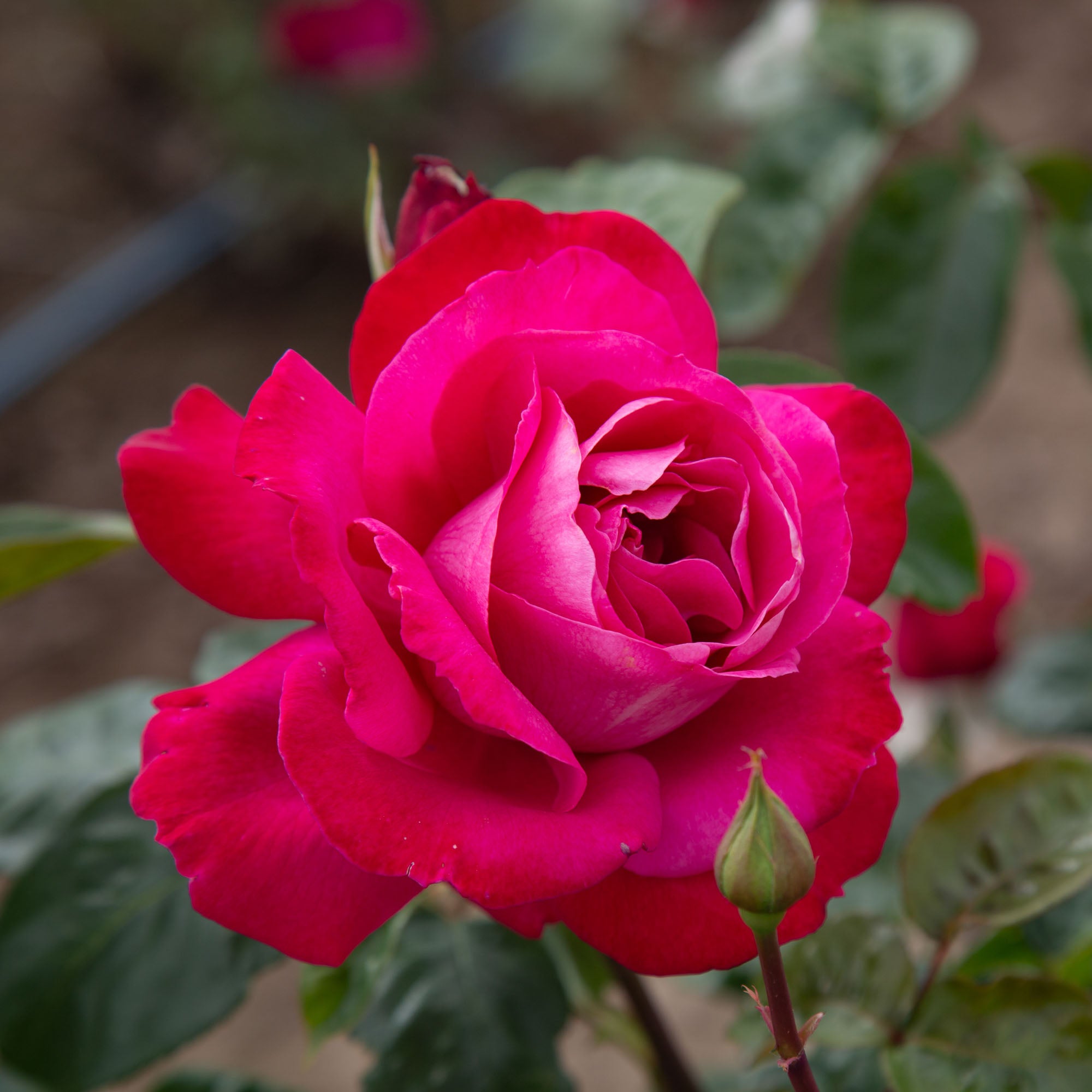 Baronne E. de Rothschild®