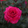 Baronne E. de Rothschild®