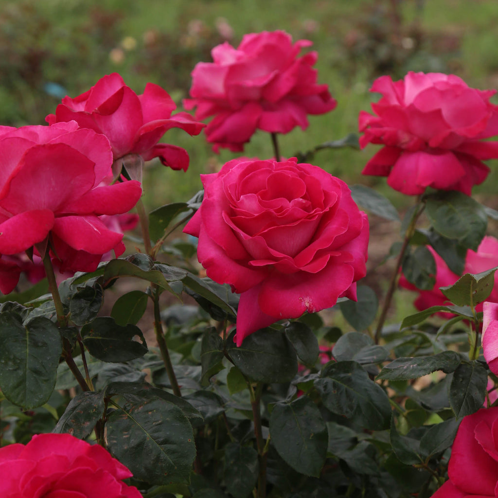 Baronne E. de Rothschild®