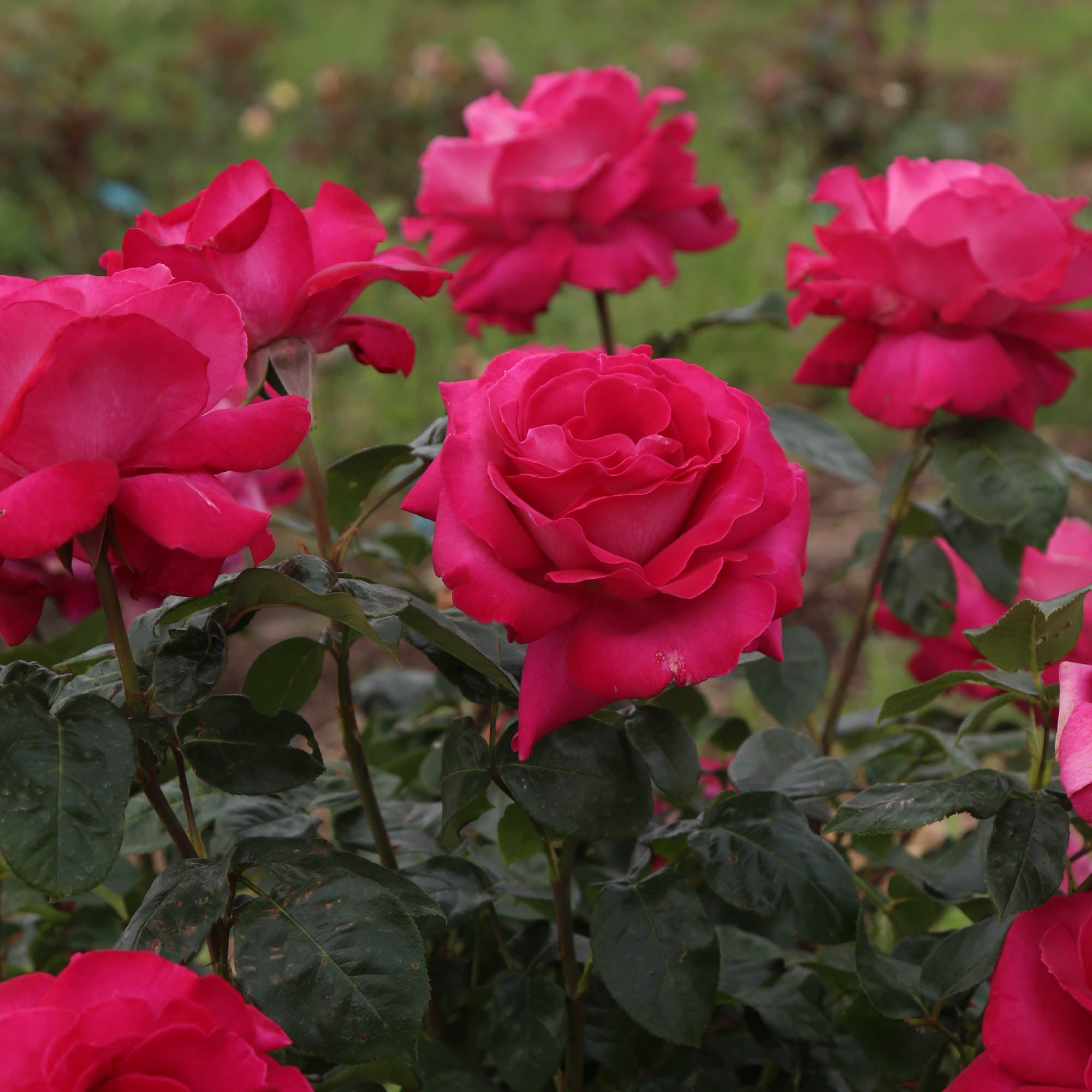 Baronne E. de Rothschild®