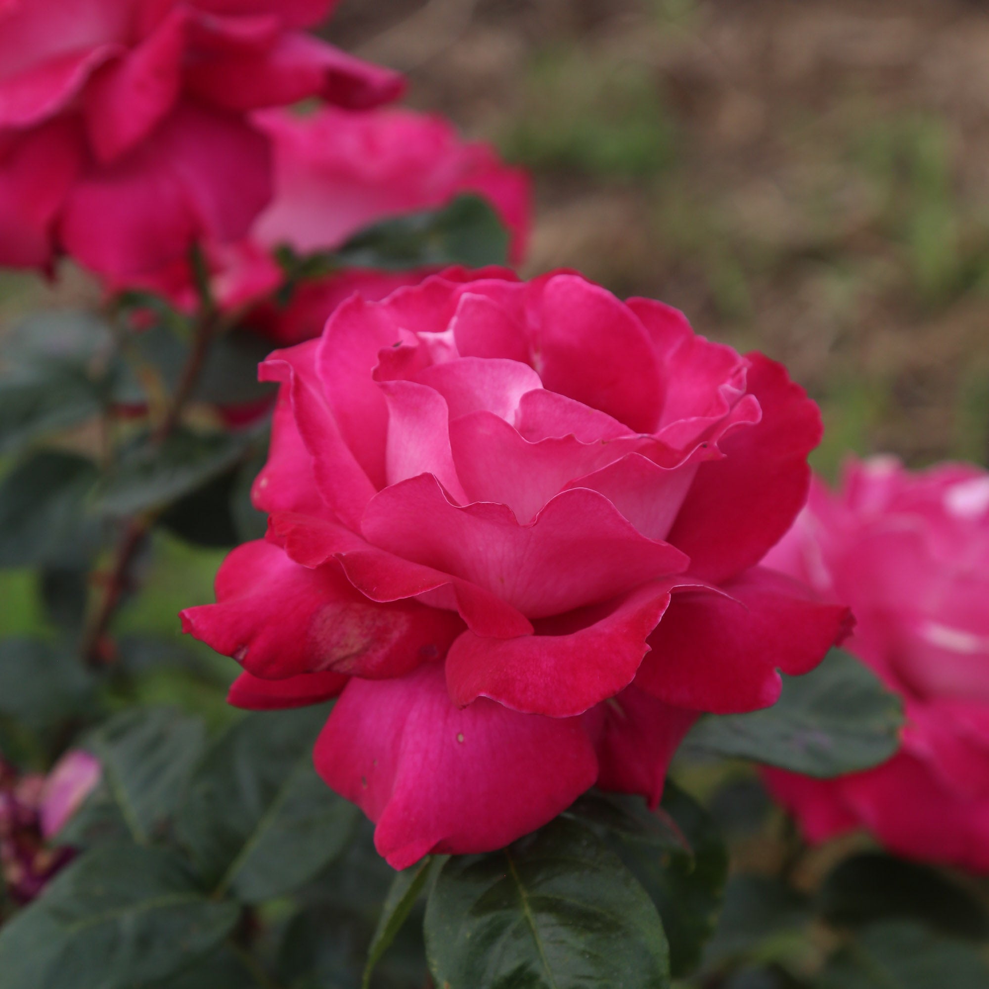 Baronne E. de Rothschild®
