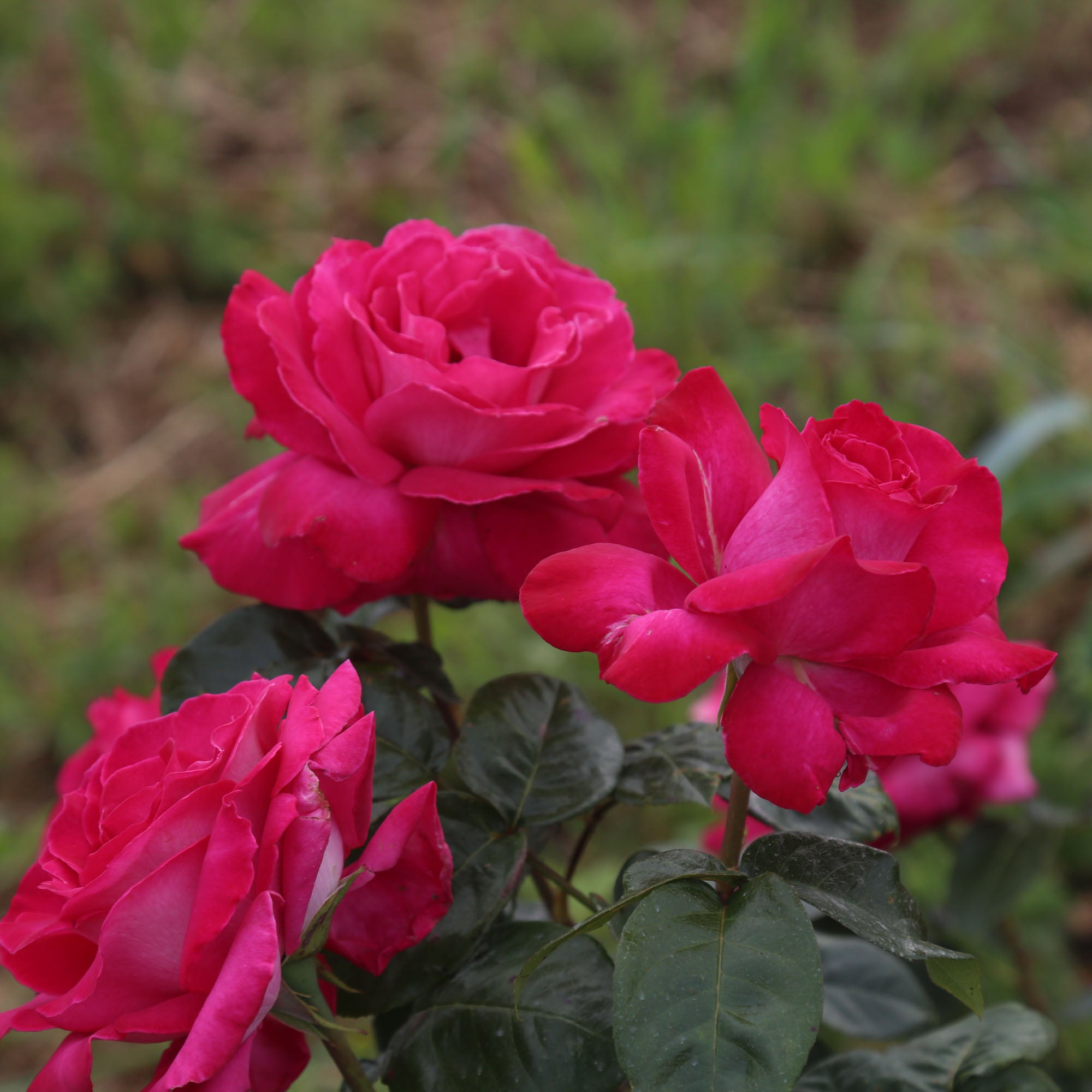 Baronne E. de Rothschild®