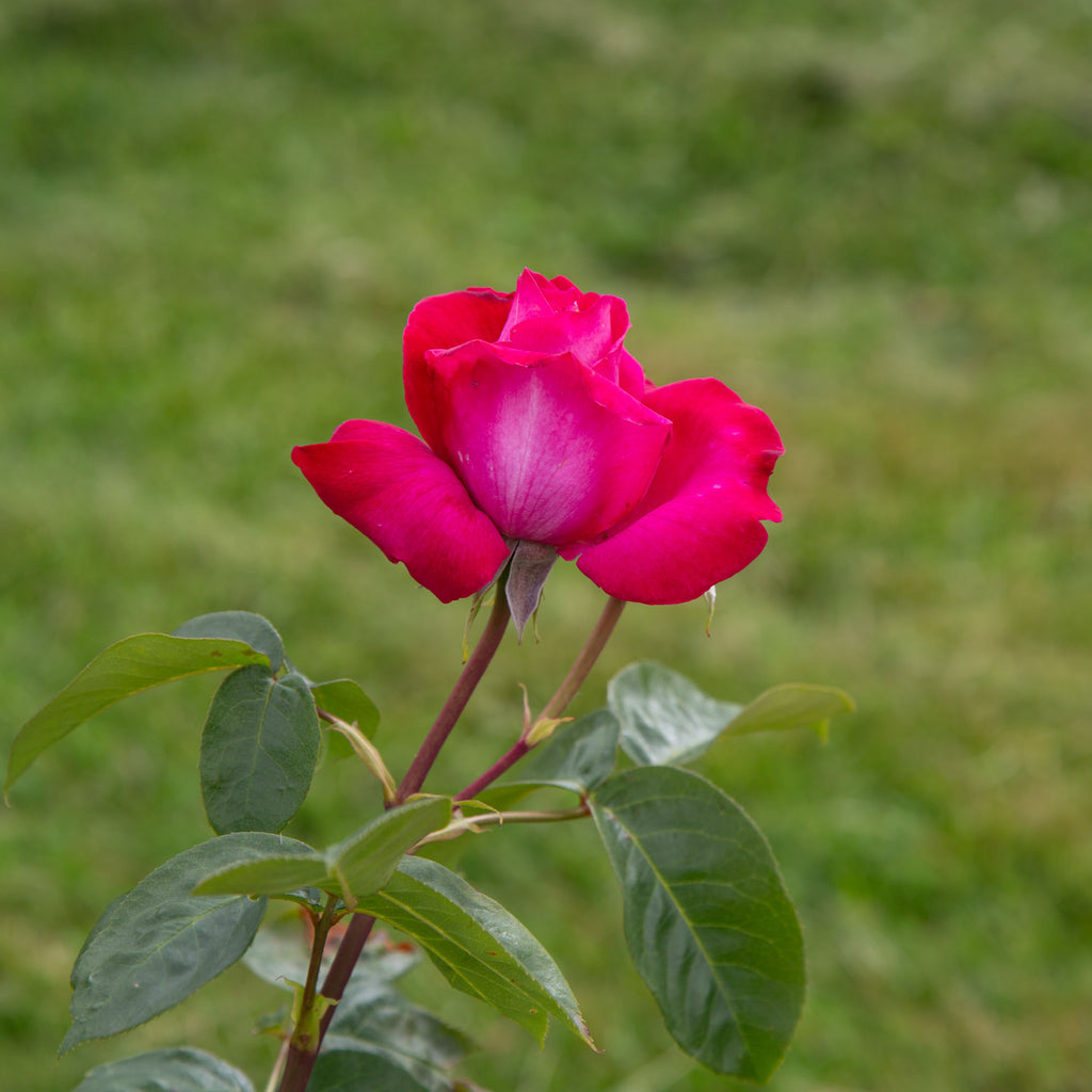 Baronne E. de Rothschild®