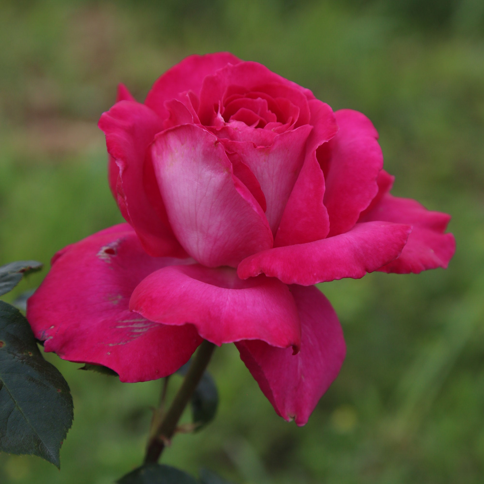 Baronne E. de Rothschild®