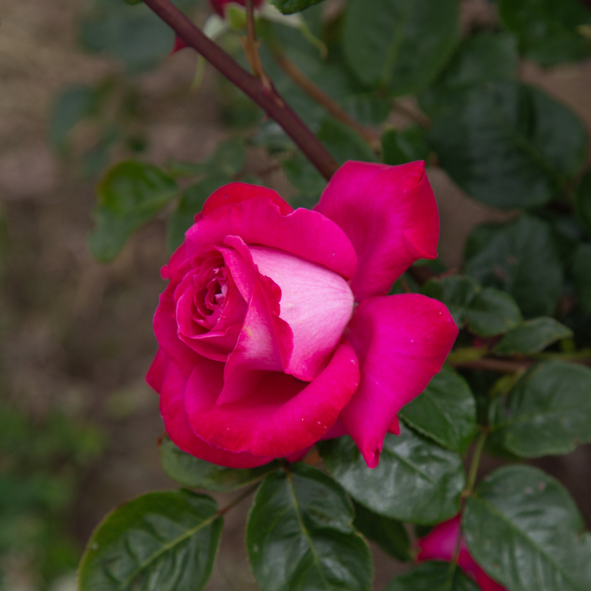 Baronne E. de Rothschild®