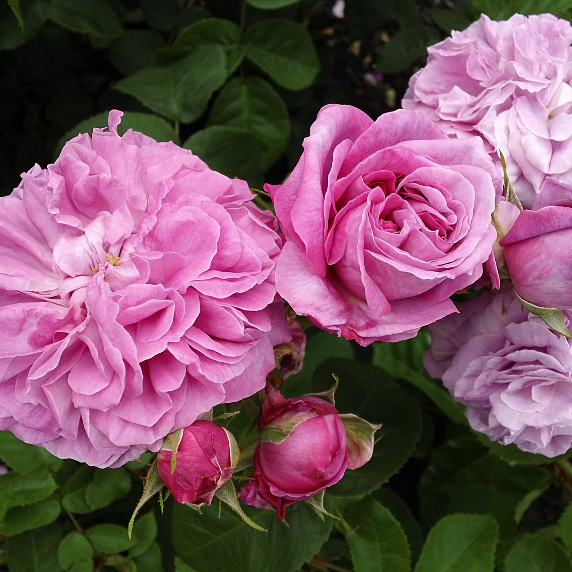 Baronne Prévost | Pink Hybrid Perpetuals Rose Bush – Heirloom