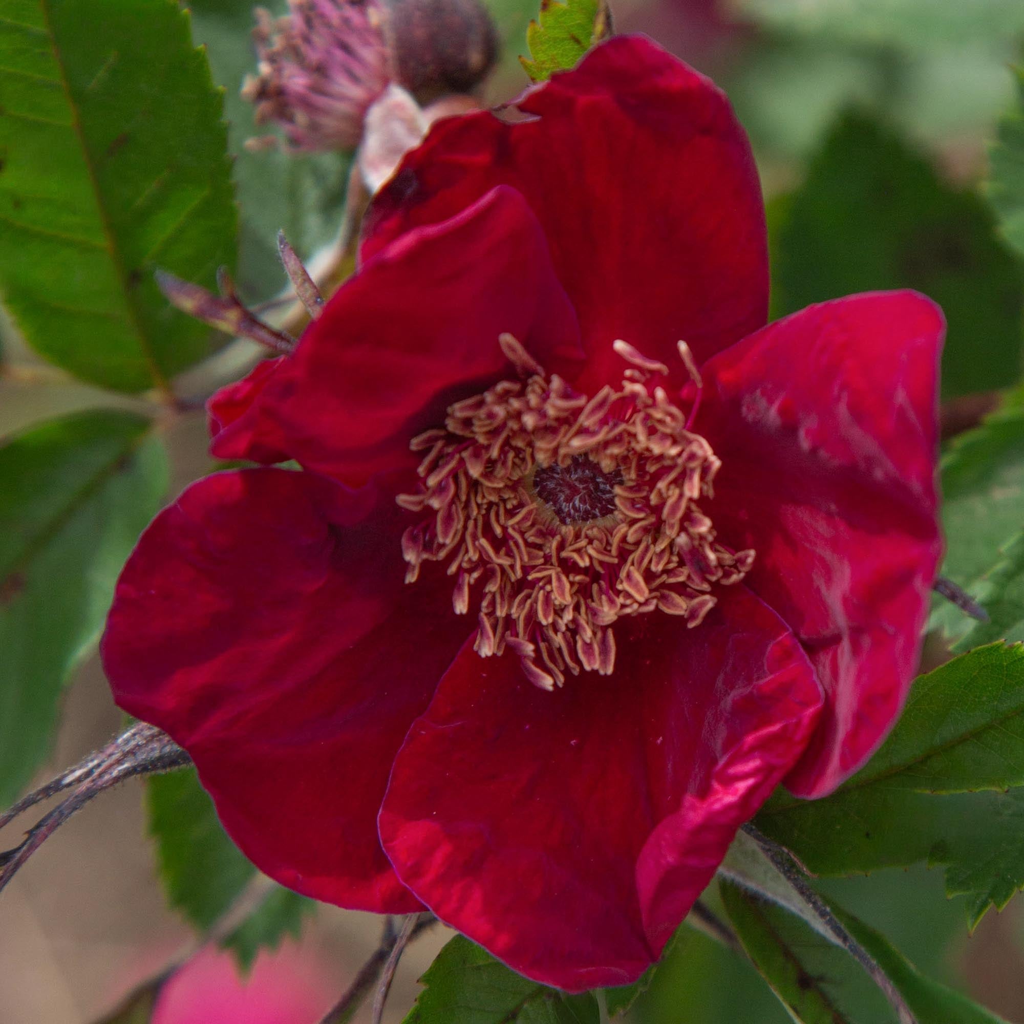 Basye's Purple Rose
