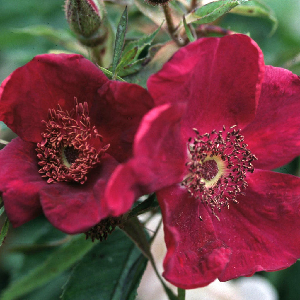Basye's Purple Rose