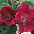 Basye's Purple Rose