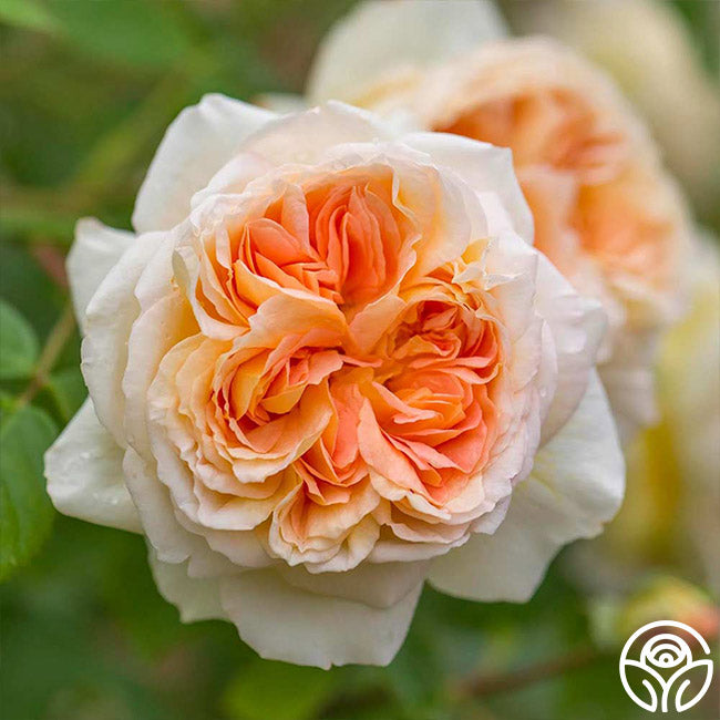 Heirloom Roses Bathsheba English Climbing Rose - Thumbnail 3