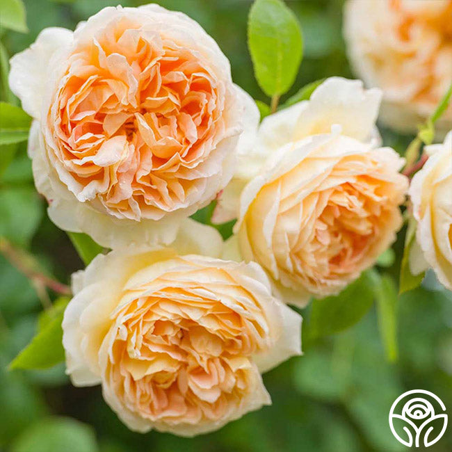 Heirloom Roses Bathsheba English Climbing Rose